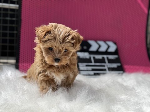 Show kalite tea cup morkie yavrumuz ziyatere açık
