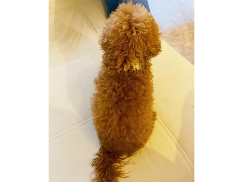 9 aylık dişi toy poodle