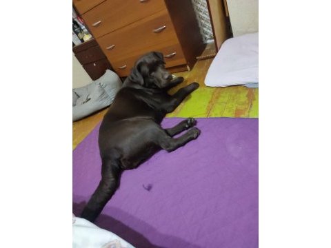 Labrador retriever yavruları muhteşem formda
