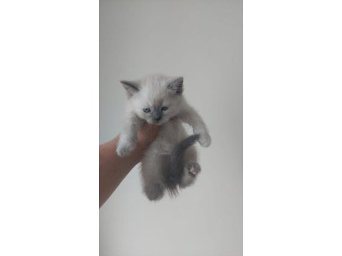 Blue point british shorthair