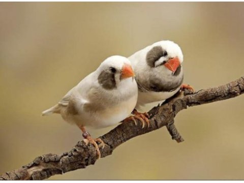 Zebra finch (hint bülbülü)