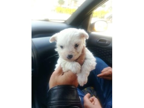 Maltese terrier yavruları