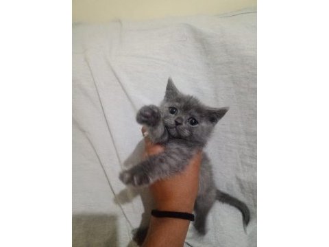2 aylık bebek british shorthair kediler