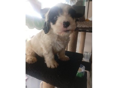 Terrier erkek çok akıllı oyuncu