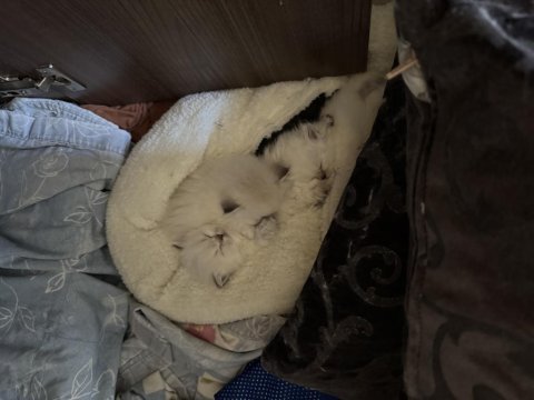 Bu british minnoşları görmelisiniz gaziantep içi