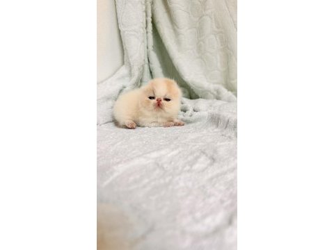 Küçük bir prenses exotic kız full şecereli
