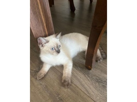 4 aylık british shorthair blue point çok akıllı ve oyuncu