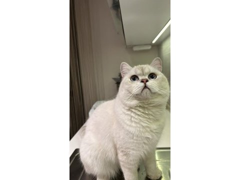 Mavi gözlü british shorthair kedimiz yuva arıyor