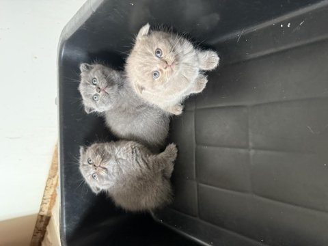 Mükemmel huylu scottish fold yavrular