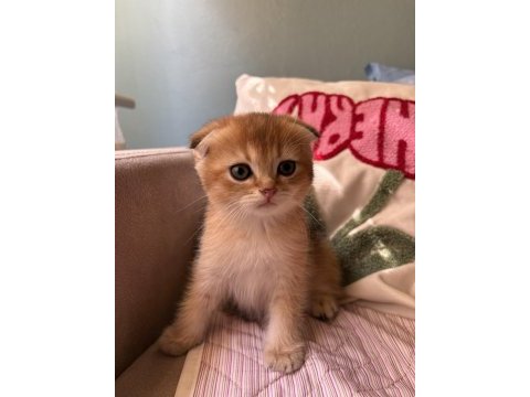 Golden scottish fold yavrular