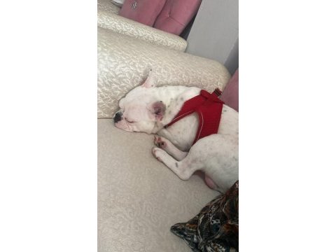 7 aylık erkek french bulldog