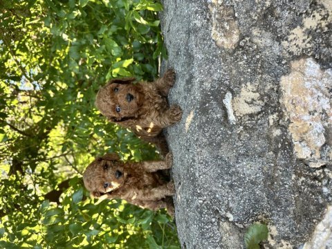 Kore toy poodle bebeklerimiz hazır