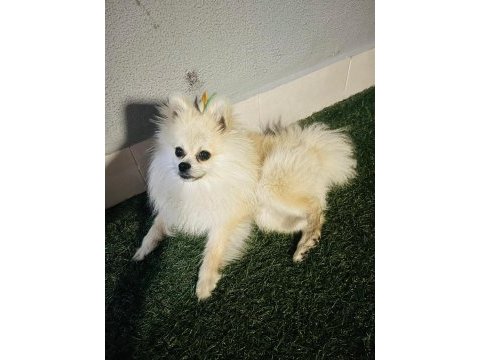 Pomeranian boo 1 yaşında erkek