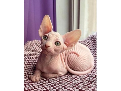 Sfenks tortie ve pembe renk orjinal yavrularımız