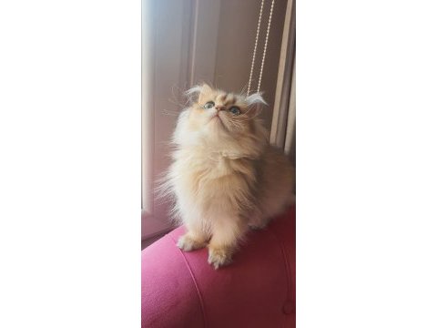 British longhair golden ny12 erkek yavrumuz