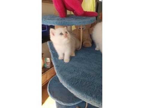 Daha iyisi şimdilik yok british shorthair
