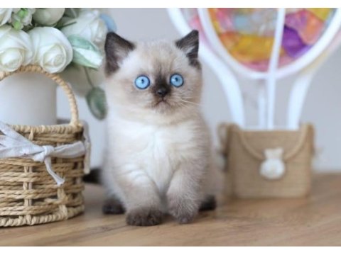 En nadide çikolata point british shorthair 