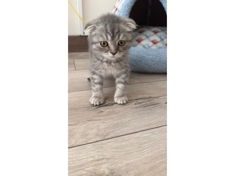 Scottish fold 2 aylık