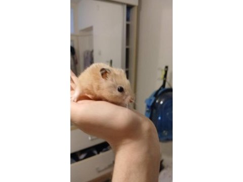 Ankara hamster 9 aylık