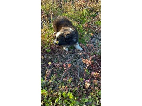 Muhteşem border collie bebekler