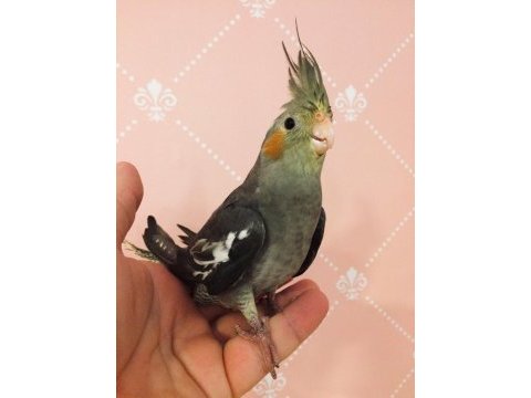 Yeni yeme düşmüş erkek konuşma garantili ev üretim sultan