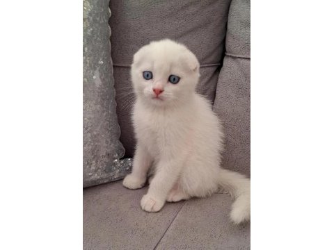 British shorthair scottish bebişlerim