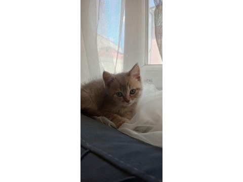 Uyguna british shorthair yavrular