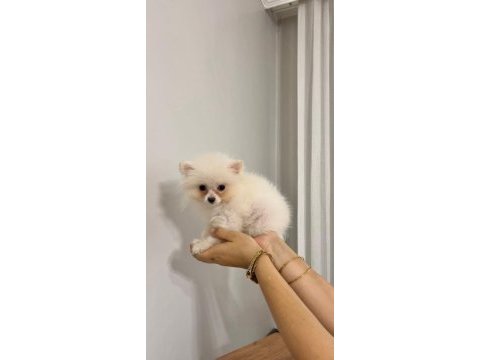 Pomeranian boo köpeği