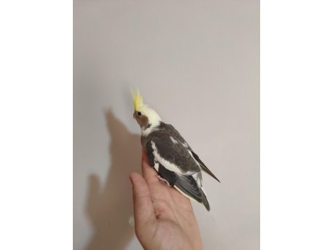 Hazır yeni yeme düşmüş sultan papağanı yavruları
