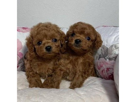Güzeller güzeli poodle bebeklerim