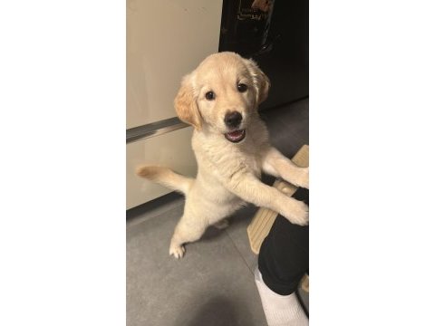 Golden retriever luna kızımızı sahiplendiriyoruz