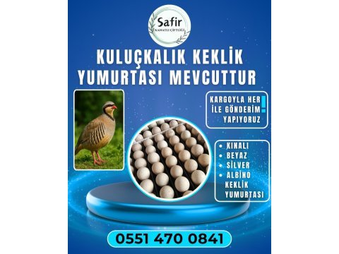 Kuluçkalık keklik yumurtası