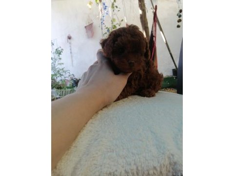 Teacup poodle köpeğimiz