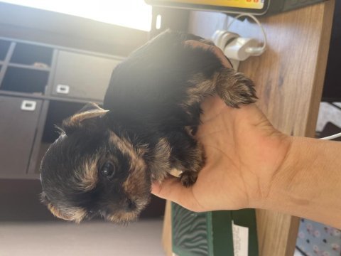 Safkan ırkının en iyisi yorkshire terrier