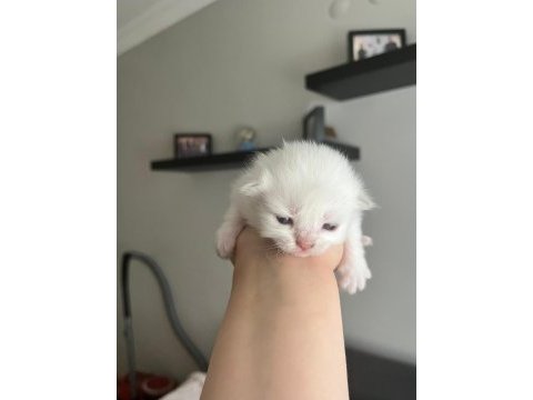27 mayıs doğumlu 4 adet yavru scottish fold