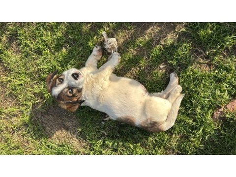Evimizde beslediğimiz annenin farklı türdeki yavru köpekleri
