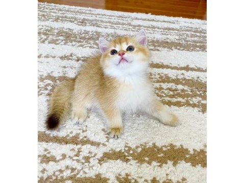Safkan british shorthair chocolate golden erkek
