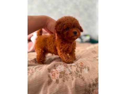 En özel poodle yavrular