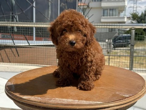 Profesyonel ruhsatlı çiftlikden toy poodle yavrular