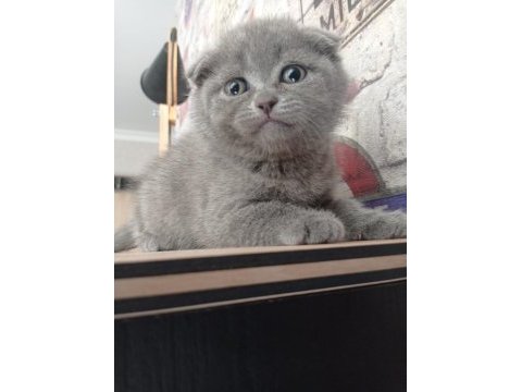 Scottish fold yavrular