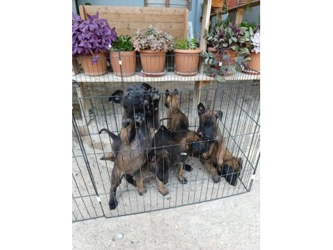 Belçika malinois dişi erkek yavrular