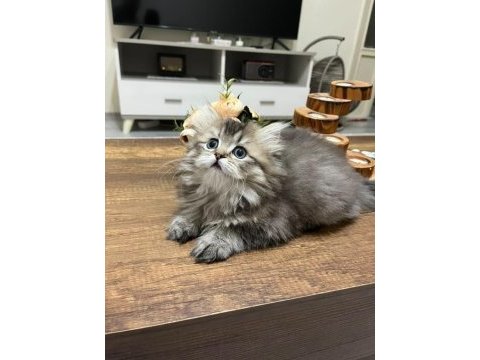 75 günlük british longhair