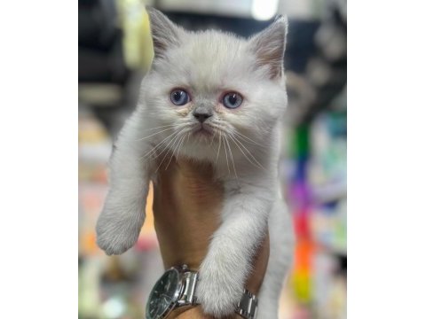 Top kafa british shorthair bebekler