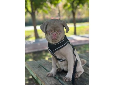 Türkiyede tek pug