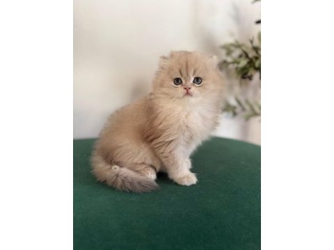 Ay11 british longhair dişi