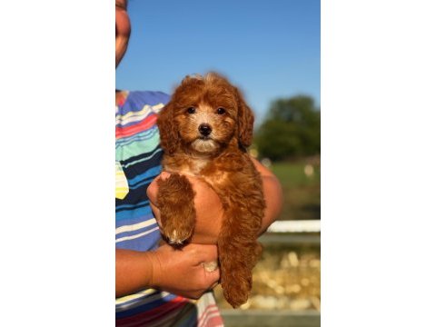 Boncuk gibi red maltipoo