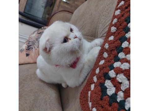 Scottish fold 4 yaşında