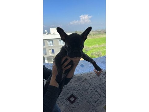 Acil satılık french bulldog