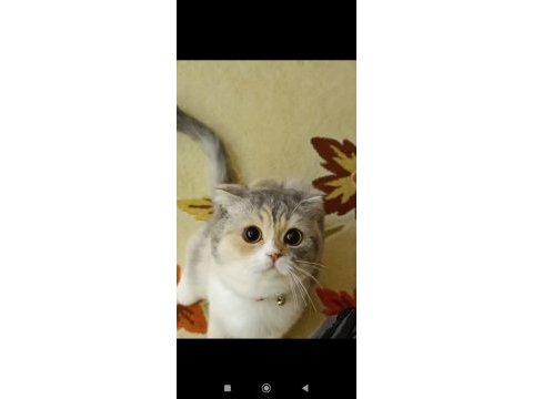 Yetişkin scottish fold kız kedimize yuva arıyoruz