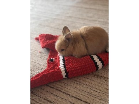 Cüce lop dişi tavşan
